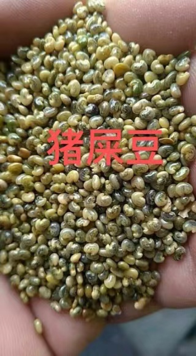 灌木猪屎豆种子护坡固土复绿多年生草本植物耐贫瘠耐旱