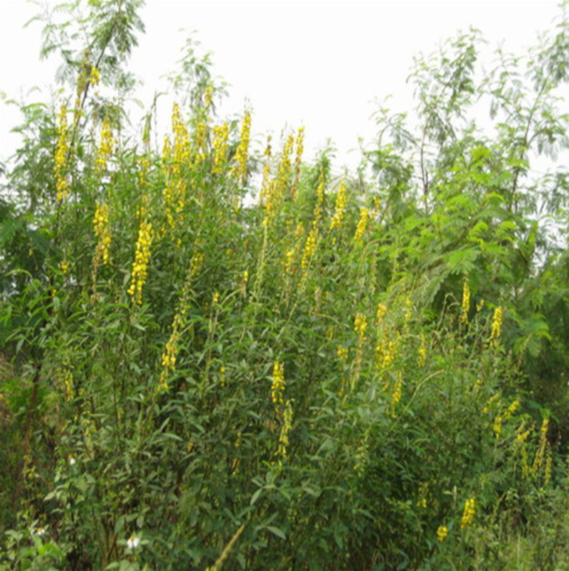 灌木猪屎豆种子护坡固土复绿多年生草本植物耐贫瘠耐旱