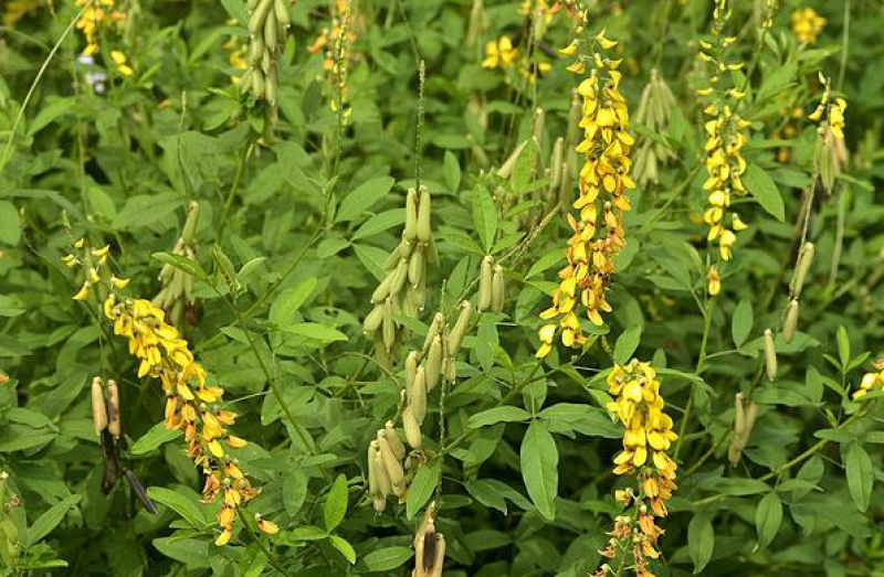 灌木猪屎豆种子护坡固土复绿多年生草本植物耐贫瘠耐旱