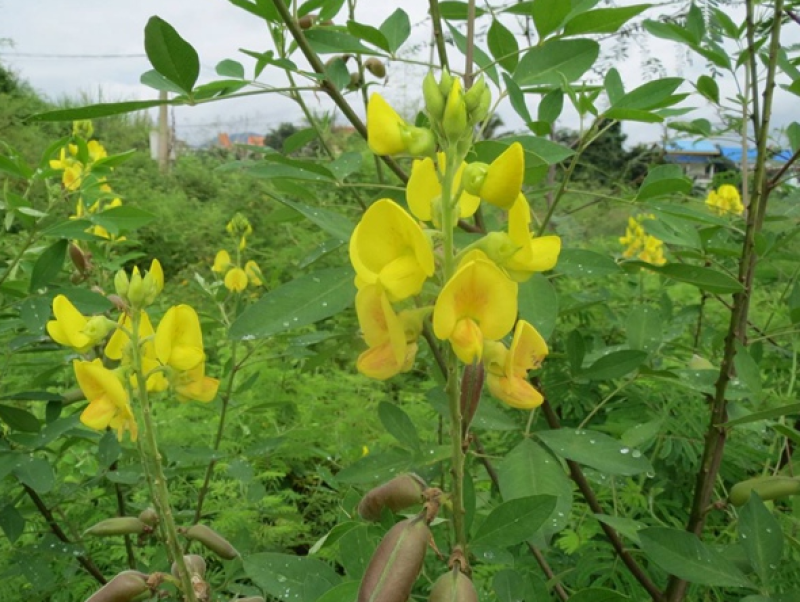 灌木猪屎豆种子护坡固土复绿多年生草本植物耐贫瘠耐旱