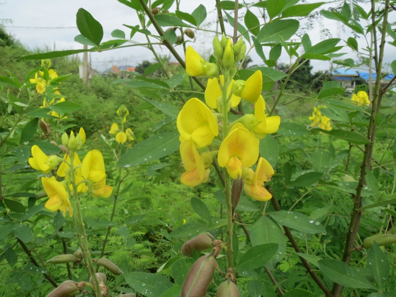 灌木猪屎豆种子护坡固土复绿多年生草本植物耐贫瘠耐旱