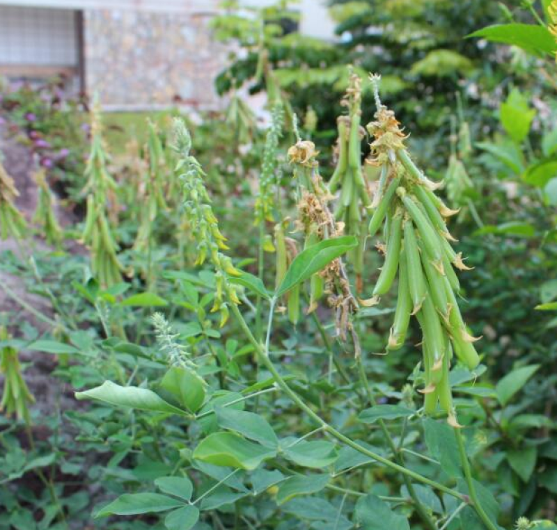 灌木猪屎豆种子护坡固土复绿多年生草本植物耐贫瘠耐旱