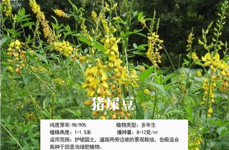 灌木猪屎豆种子护坡固土复绿多年生草本植物耐贫瘠耐旱