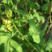 灌木猪屎豆种子护坡固土复绿多年生草本植物耐贫瘠耐旱