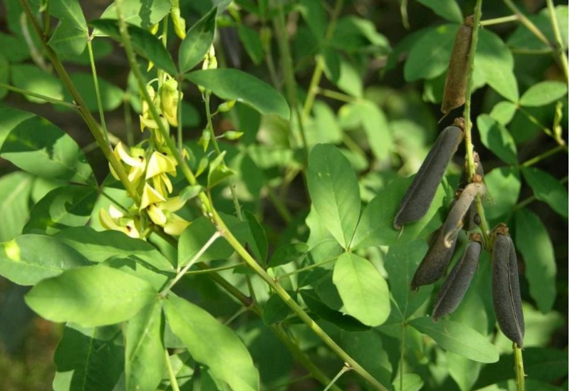 灌木猪屎豆种子护坡固土复绿多年生草本植物耐贫瘠耐旱