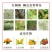 红蜘蛛专用阿维哒螨灵果树蔬菜柑橘红蜘蛛螨虫锈壁虱叶螨杀