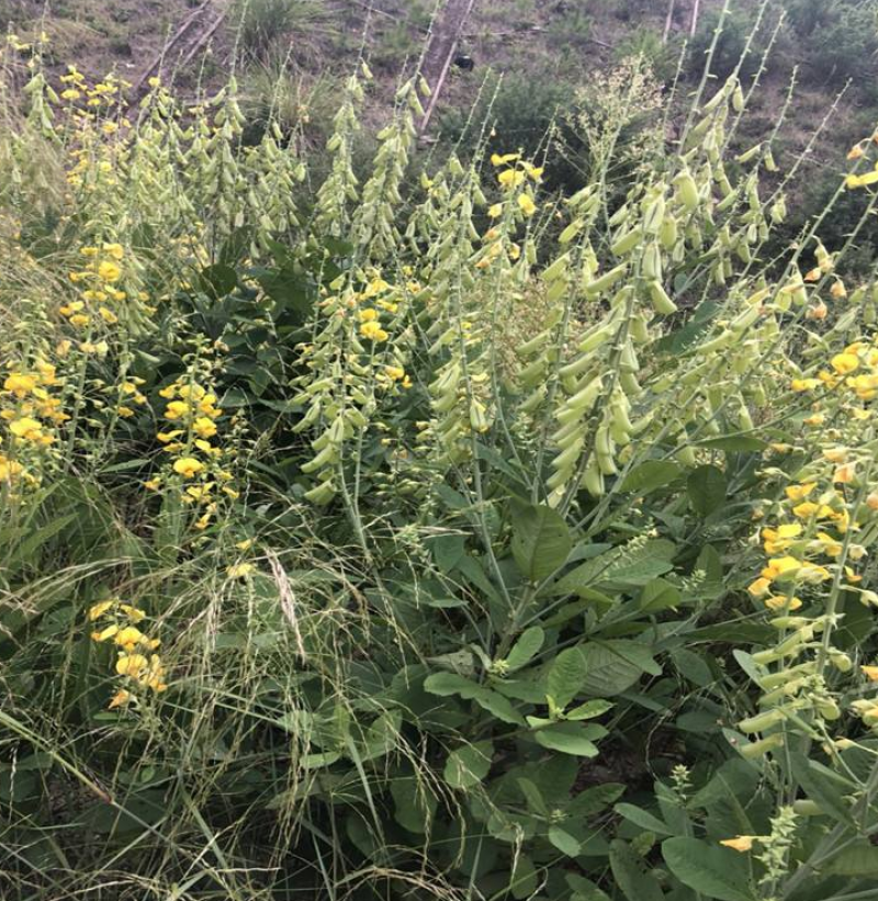 灌木猪屎豆种子护坡固土复绿多年生草本植物耐贫瘠耐旱