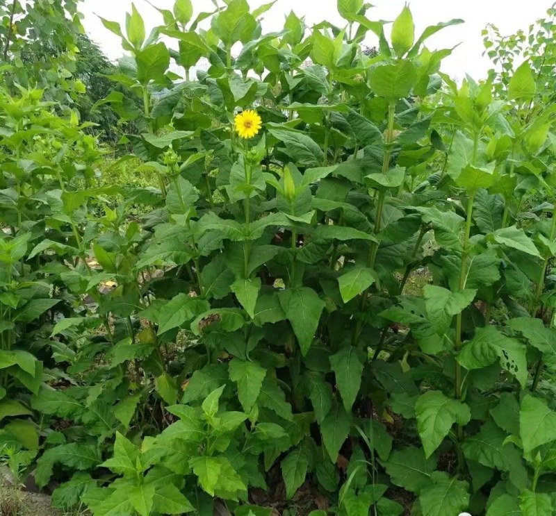 高产耐寒耐热多年生牧草串叶松香草牧草种子营养丰富适口性好