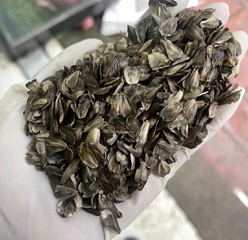 高产耐寒耐热多年生牧草串叶松香草牧草种子营养丰富适口性好