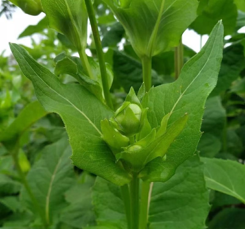 高产耐寒耐热多年生牧草串叶松香草牧草种子营养丰富适口性好