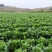 大量供应横县长白菜竹筒青竹青大白菜大绿白菜卷筒青野菜