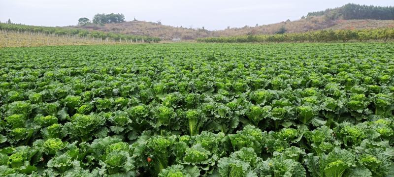 大量供应横县长白菜竹筒青竹青大白菜大绿白菜卷筒青野菜