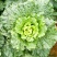 大量供应横县长白菜竹筒青竹青大白菜大绿白菜卷筒青野菜