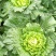 大量供应横县长白菜竹筒青竹青大白菜大绿白菜卷筒青野菜