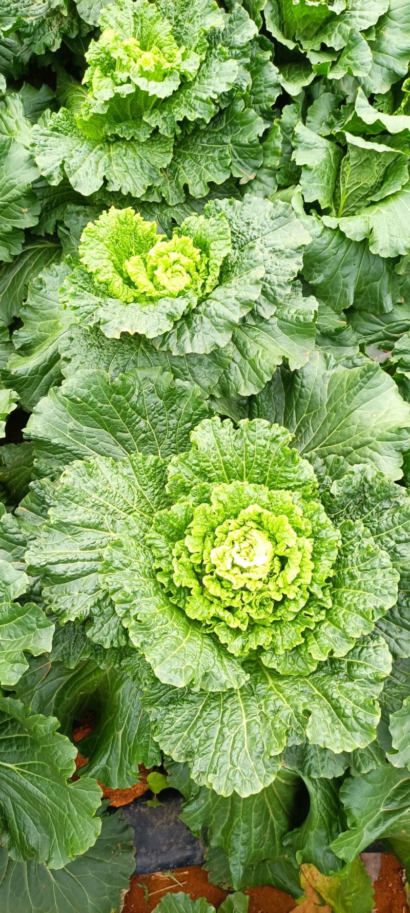 大量供应横县长白菜竹筒青竹青大白菜大绿白菜卷筒青野菜