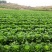 大量供应横县长白菜竹筒青竹青大白菜大绿白菜卷筒青野菜