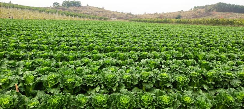大量供应横县长白菜竹筒青竹青大白菜大绿白菜卷筒青野菜