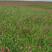 红豆草种子护坡草种耐寒耐旱盐碱草籽牧草观赏保土绿肥兼用型