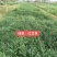 红豆草种子护坡草种耐寒耐旱盐碱草籽牧草观赏保土绿肥兼用型