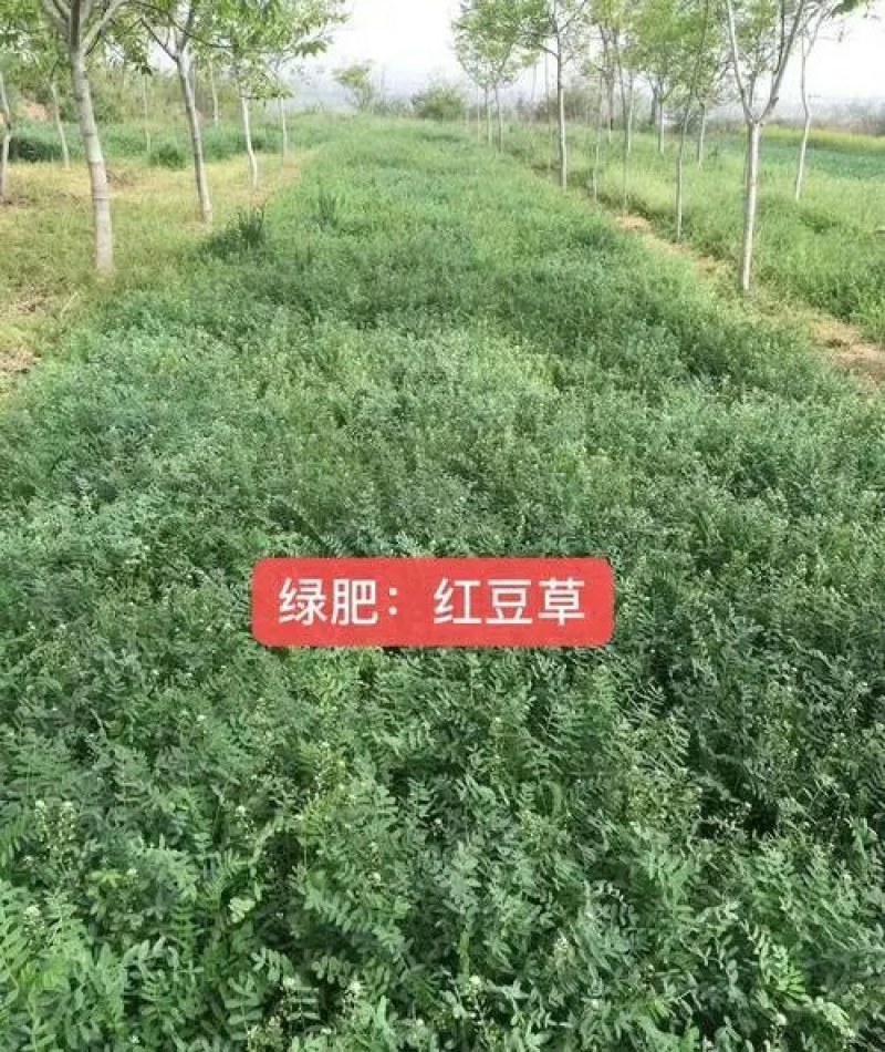 红豆草种子护坡草种耐寒耐旱盐碱草籽牧草观赏保土绿肥兼用型