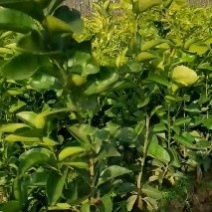 枳壳苗，枳壳为芸香科植物酸橙，及其栽培变种的干燥未成熟果