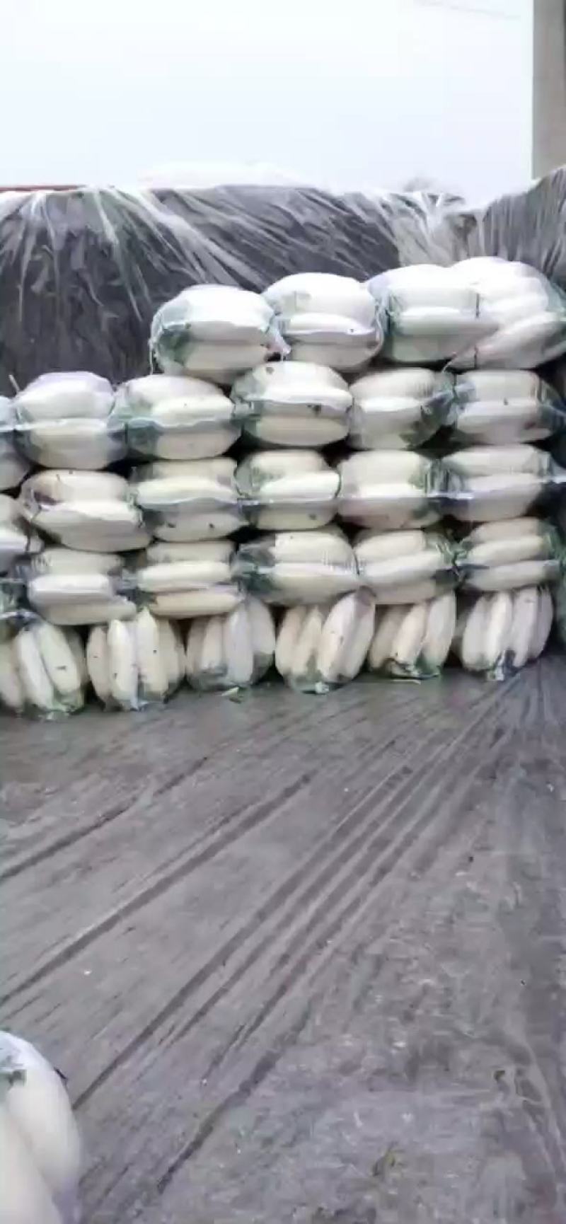 水洗白萝卜，常年供货，欢迎各地老板们咨询