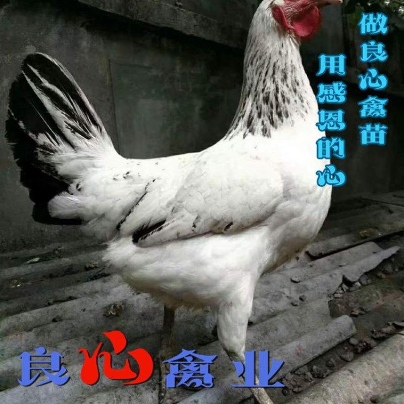 场地直销纯种鹊山鸡苗另有青脚土鸡苗黄土鸡苗绿壳蛋鸡苗