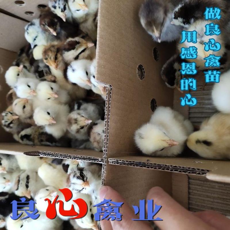 场地直销纯种鹊山鸡苗另有青脚土鸡苗黄土鸡苗绿壳蛋鸡苗