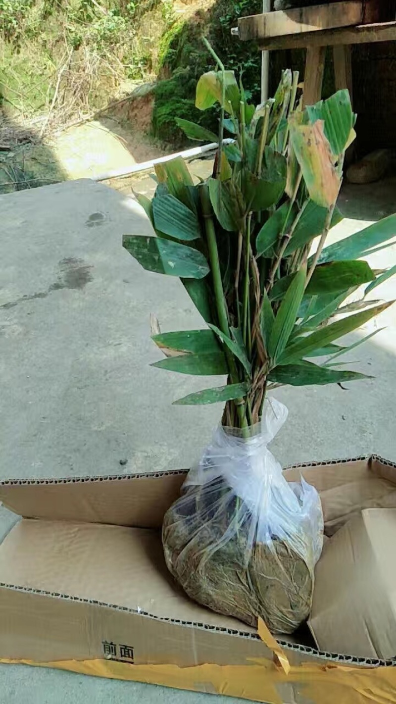 楠竹苗耐寒竹子苗竹笋苗