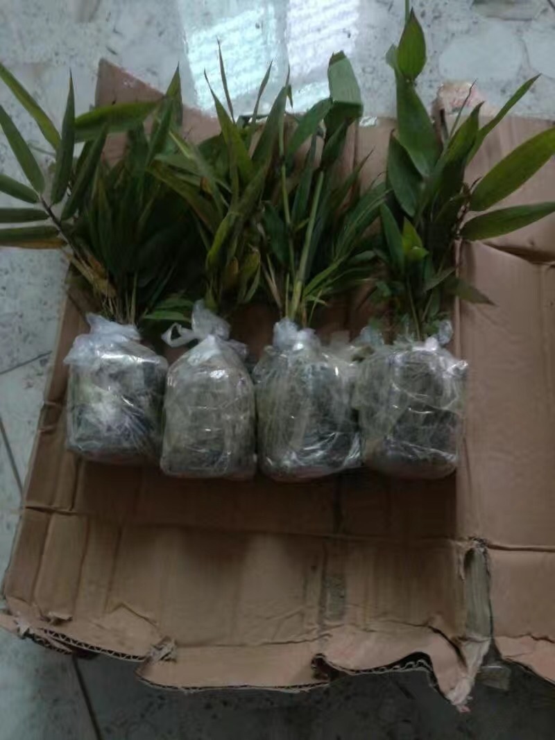 楠竹苗耐寒竹子苗竹笋苗