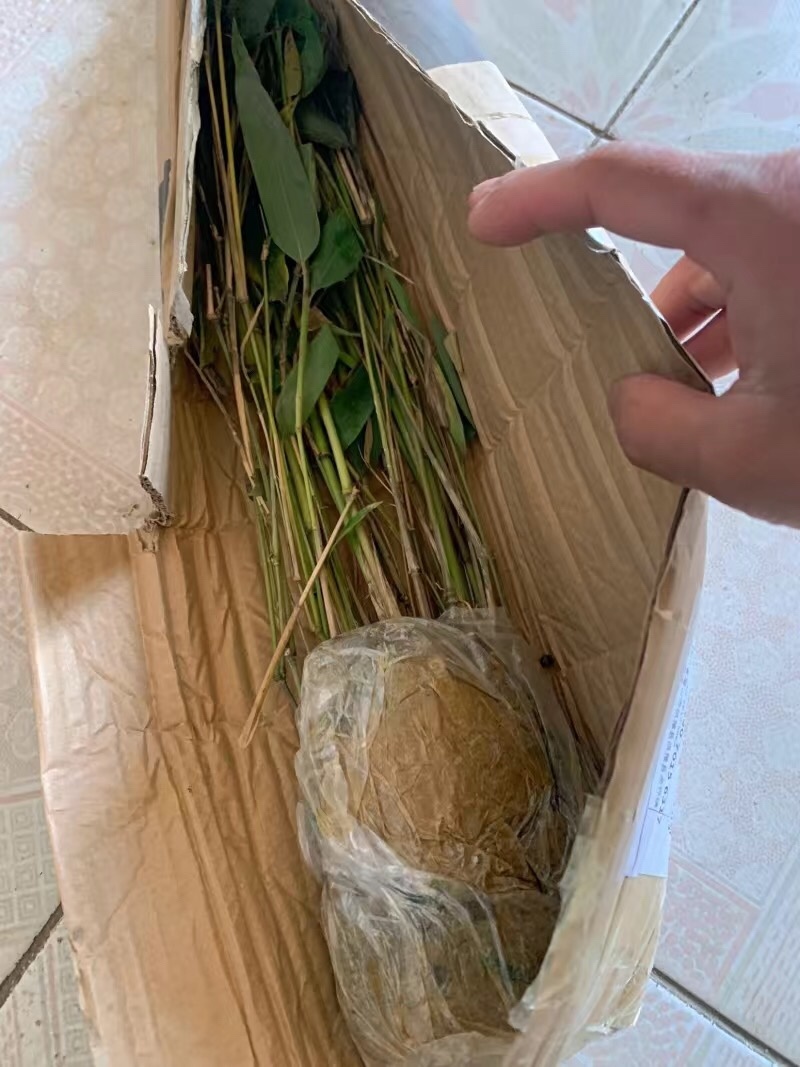 楠竹苗耐寒竹子苗竹笋苗