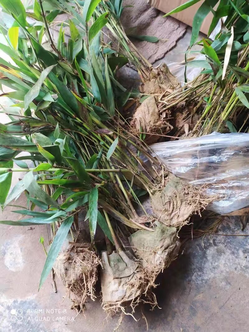 楠竹苗耐寒竹子苗竹笋苗