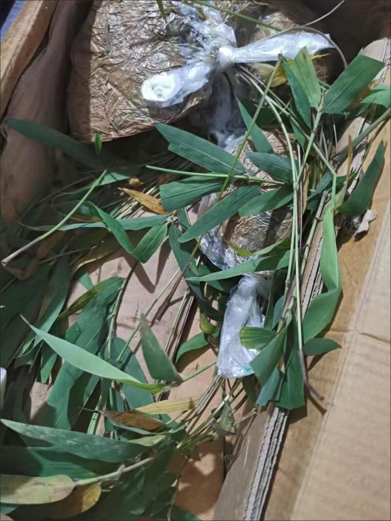 楠竹苗耐寒竹子苗竹笋苗