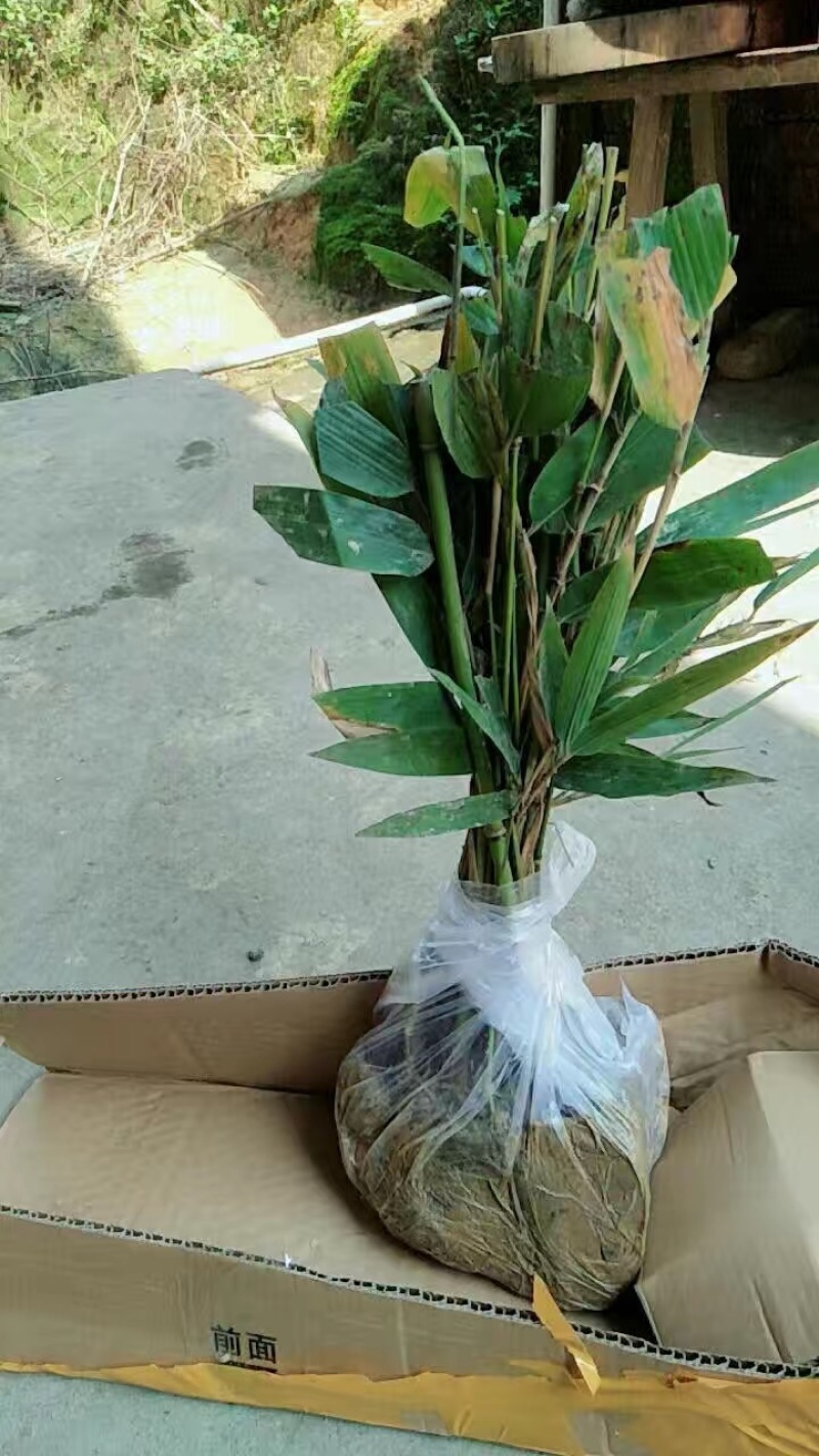 楠竹苗耐寒竹子苗竹笋苗