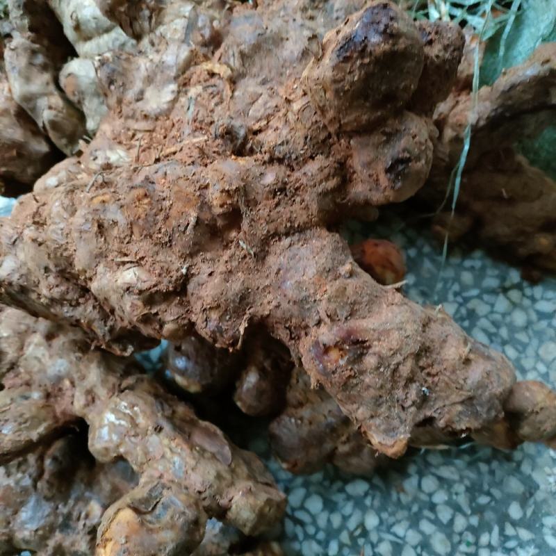 白肉粉质不变色土伏苓野生的湖南粉质新鲜大山深处挖的土茯苓