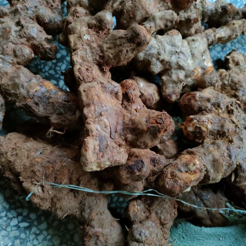 白肉粉质不变色土伏苓野生的湖南粉质新鲜大山深处挖的土茯苓
