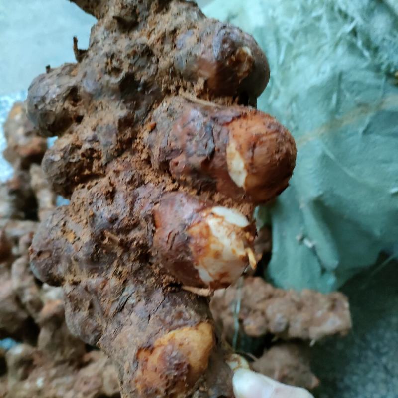 白肉粉质不变色土伏苓野生的湖南粉质新鲜大山深处挖的土茯苓