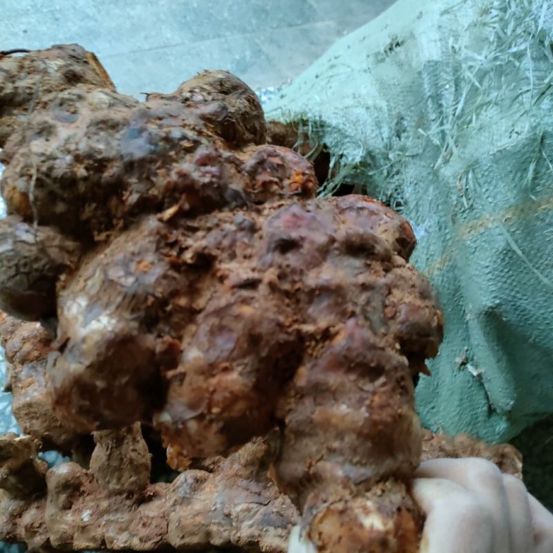 白肉粉质不变色土伏苓野生的湖南粉质新鲜大山深处挖的土茯苓
