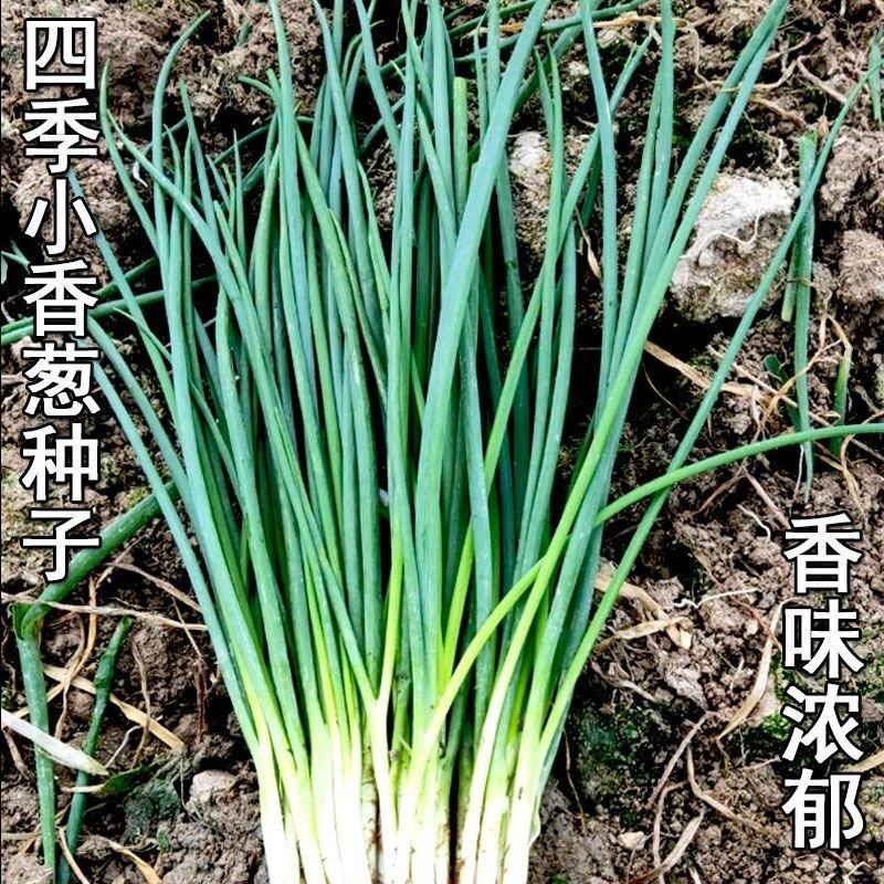 细香葱种子高产种籽小葱蔬菜孑四季播籽种阳台菜籽盆栽菜种