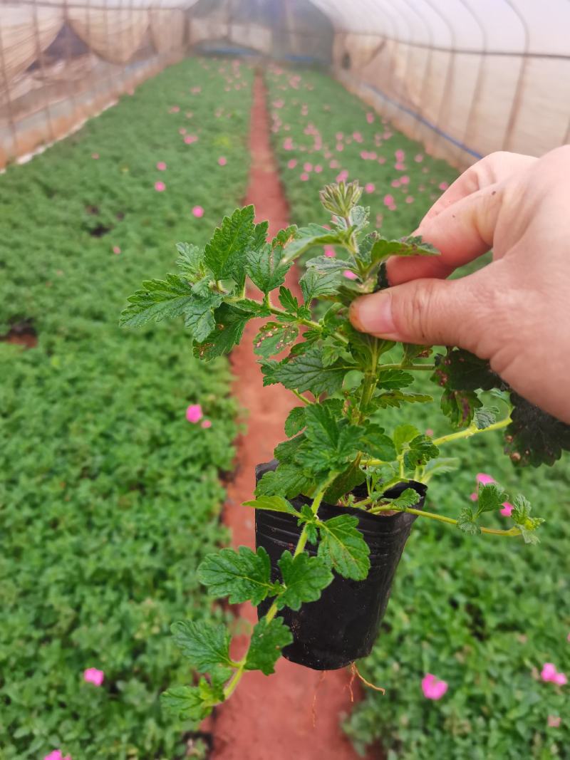 红花美女樱，粉花美女樱，云南昆明美女樱种植园直销