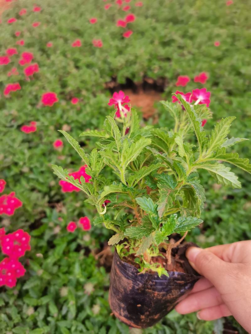红花美女樱，粉花美女樱，云南昆明美女樱种植园直销