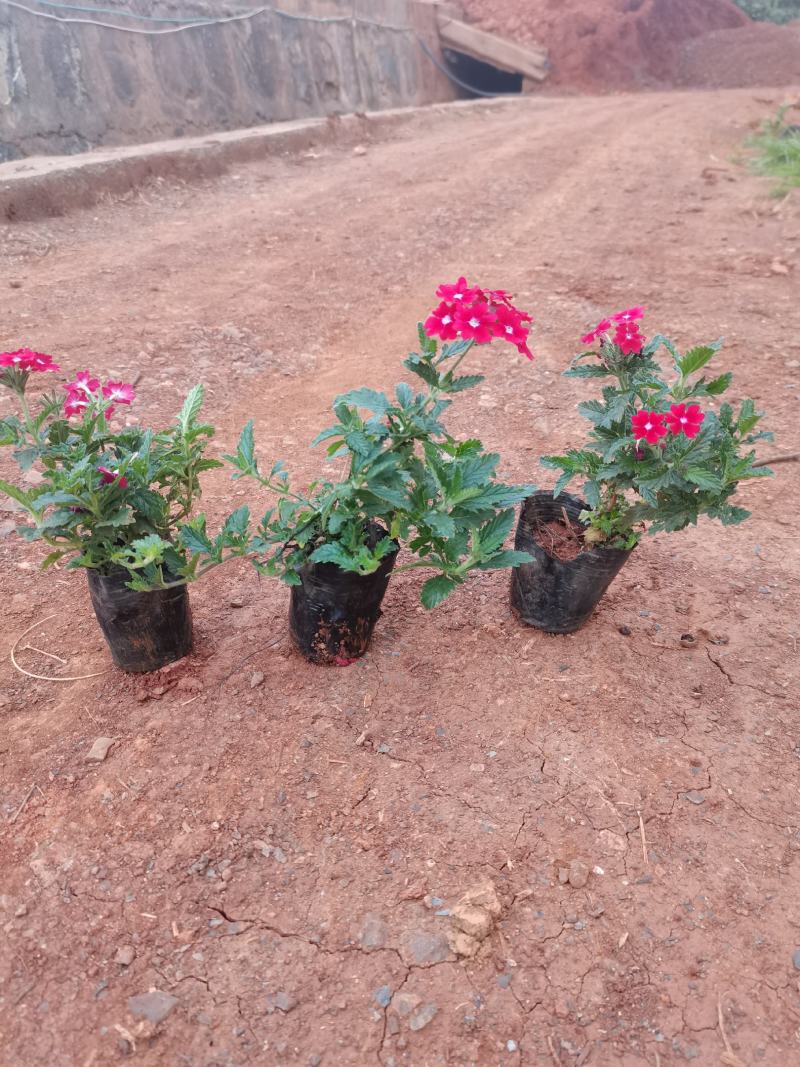 红花美女樱，粉花美女樱，云南昆明美女樱种植园直销