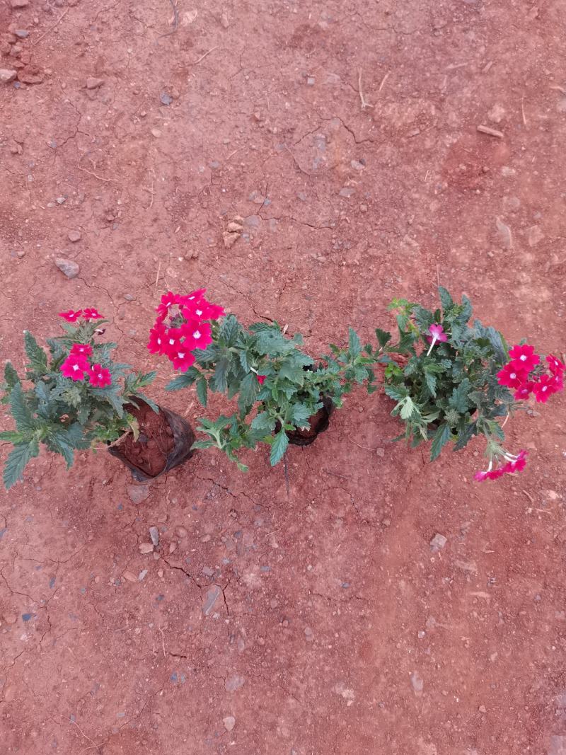 红花美女樱，粉花美女樱，云南昆明美女樱种植园直销