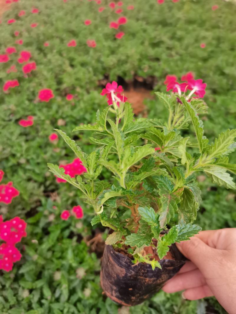 红花美女樱，粉花美女樱，云南昆明美女樱种植园直销