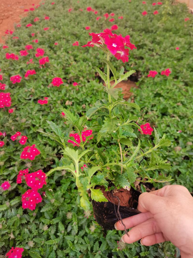 红花美女樱，粉花美女樱，云南昆明美女樱种植园直销