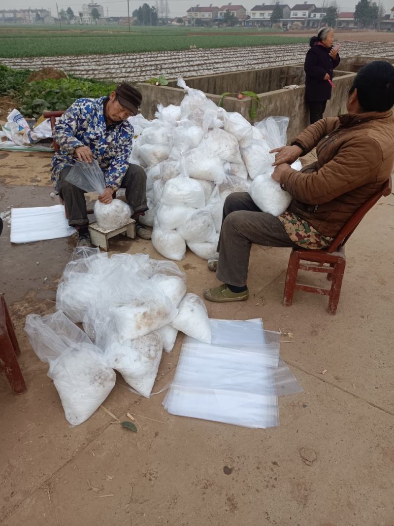 千亩蒜苗基地新鲜蒜苗直接出货！