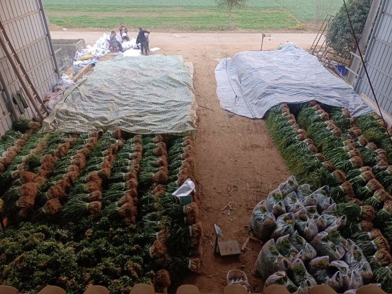 千亩蒜苗基地新鲜蒜苗直接出货！