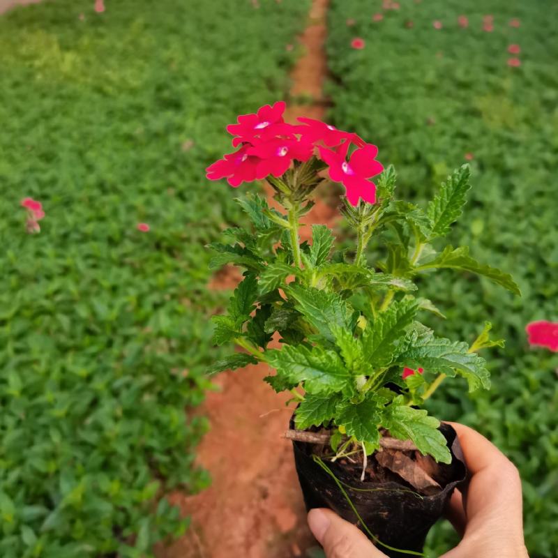 红花美女樱，粉花美女樱，云南昆明美女樱种植园直销