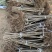 【精选】俄罗斯八号大樱桃苗、吉塞拉根系、矮化根系俄八