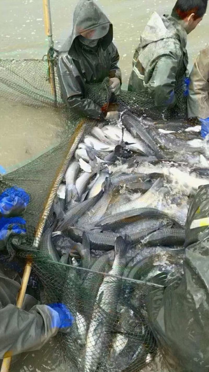 金草鱼1~2.5公斤人工养殖食用活鱼